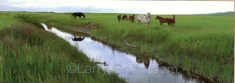 Panoramic photograph of horses grazing beside a winding prairie stream